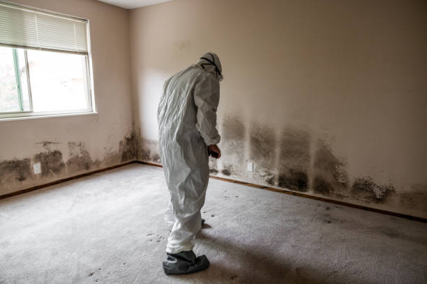 Professional Mold Inspection, Removal & Remediation in Carroll, IA